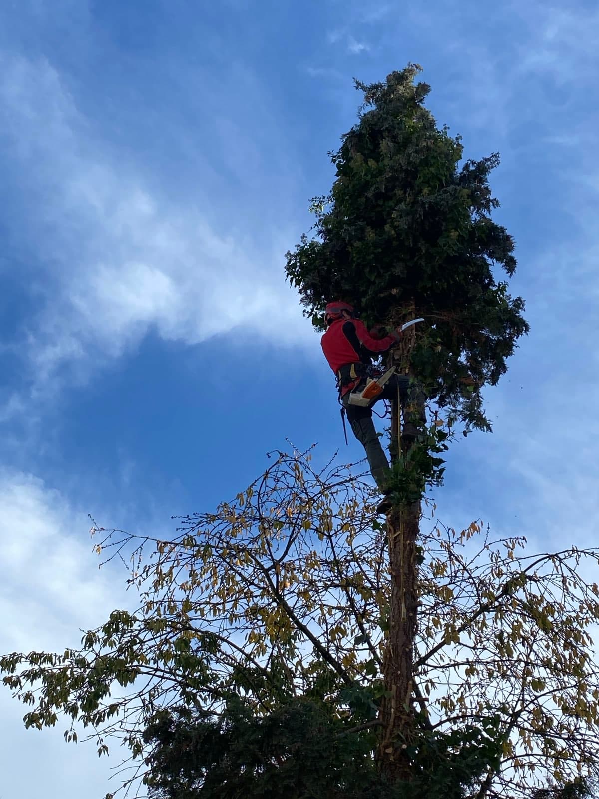 Baumpflege Projekt 2