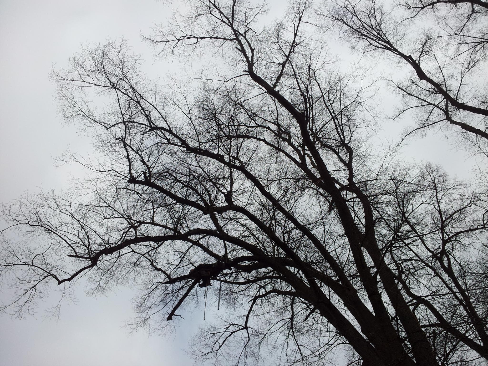 Baumpflege Projekt 5