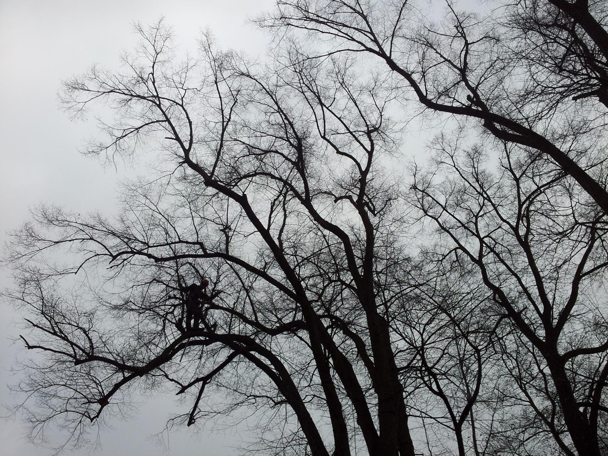 Baumpflege Projekt 6