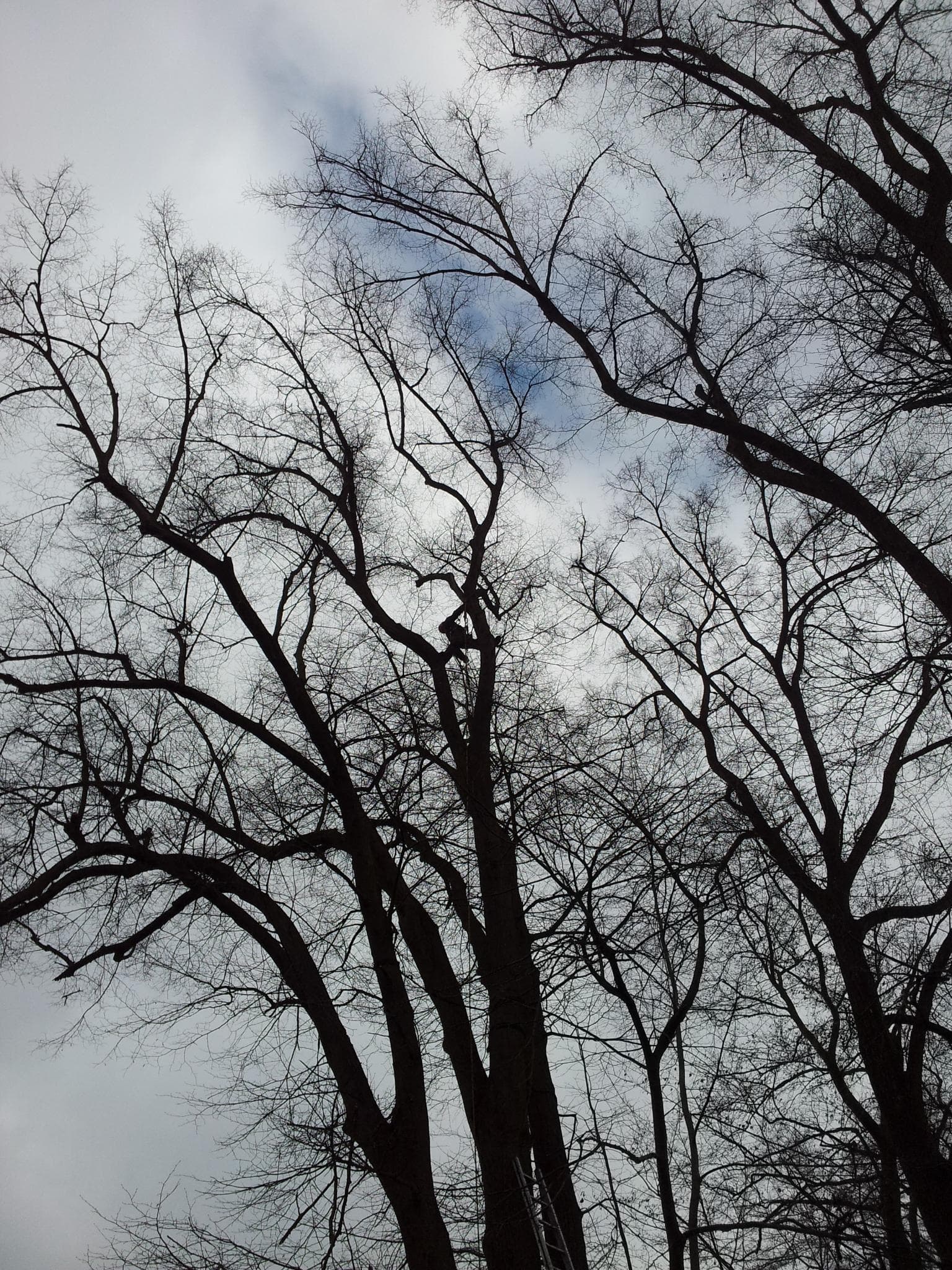 Baumpflege Projekt 1