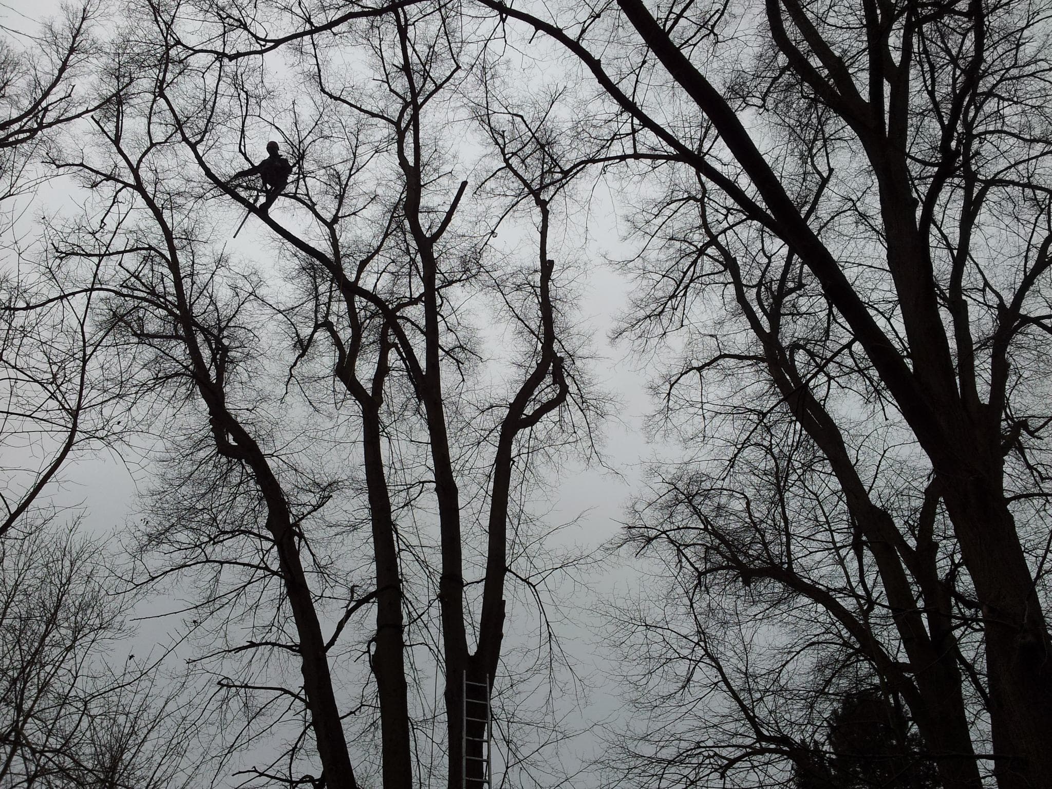 Baumpflege Projekt 4