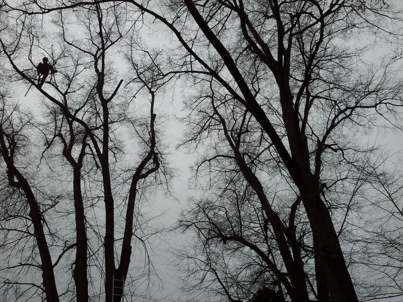 Baumpfleger bei der Arbeit